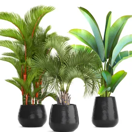 Collection of plants palms
